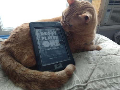 kittykindle
